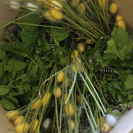 住宿加早餐酒店 Campo Aperto *