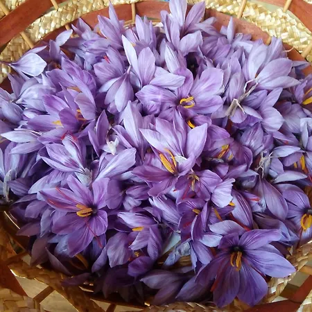 Campo Aperto * Belvedere Ostrense