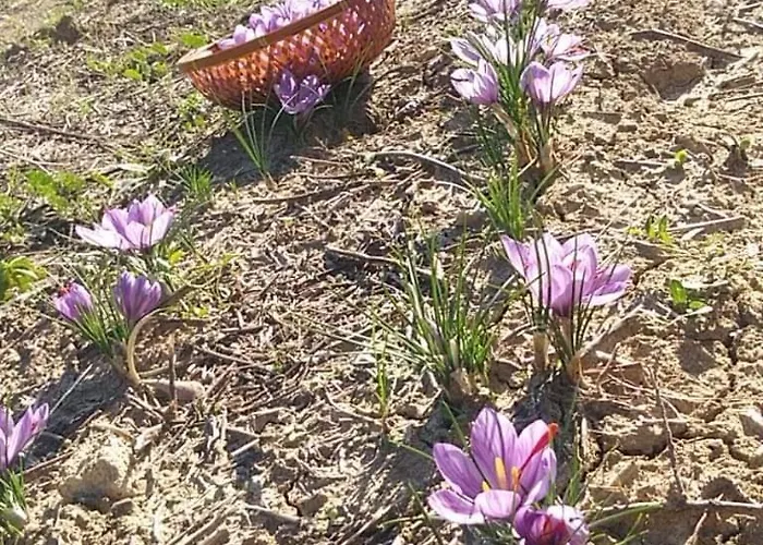 Campo Aperto Bed & Breakfast *