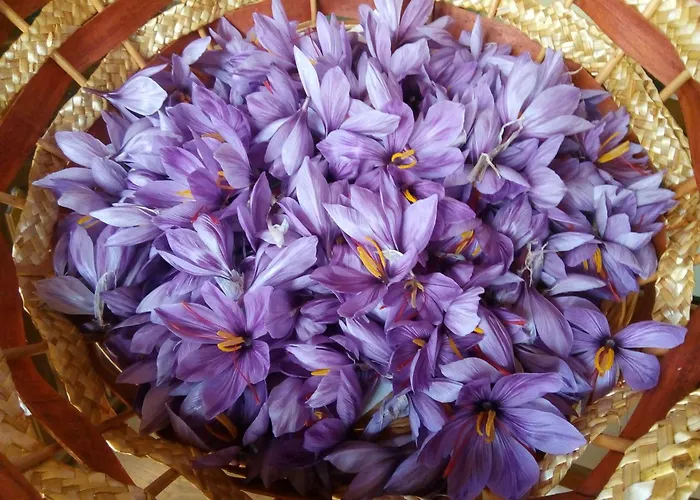 Campo Aperto * Belvedere Ostrense